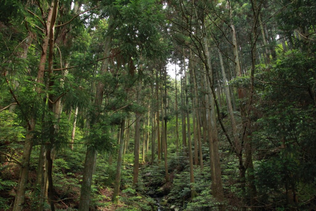 吉野杉箸が環境保護に貢献している理由